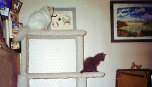 Jenny/Shadow/Rusty