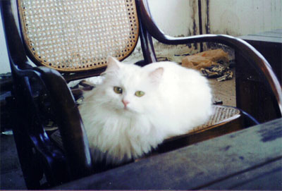 Jenny