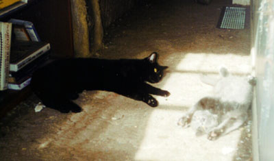 Shadow's Belly