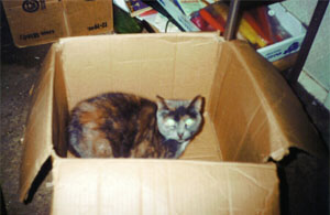 Melbit in Box